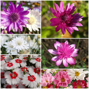 Xeranthemum Seeds - All In One For Home Gardens