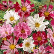 Xeranthemum Seeds - All In One For Home Gardens
