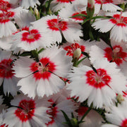Xeranthemum Seeds - All In One For Home Gardens