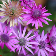 Immortal Xeranthemum Seeds