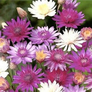 Vintage Xeranthemum Seeds