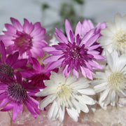 Vintage Xeranthemum Seeds