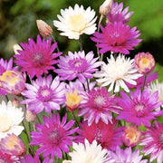 Vintage Xeranthemum Seeds