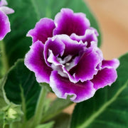 Wildflower Mix Gloxinia Seeds