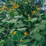 Yacon Planting Seeds - Vegetable Plant