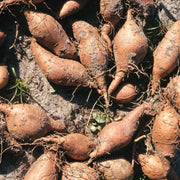Yacon Planting Seeds - Vegetable Plant