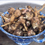 Yacon Root Seeds - Vegetable Plant