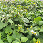 Yacon Root Seeds - Vegetable Plant