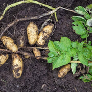 Yacon Root Seeds