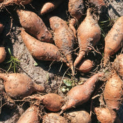 Yacon Root Seeds - Vegetable Plant