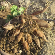 Yacon Root Seeds - Vegetable Plant