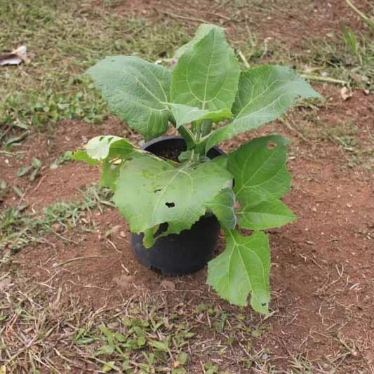 Yacon Seed Type / Variety: Root crop seeds Seeds, Smallanthus sonchifolius Vegetable Seeds