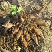 Yacon Seed Type / Variety: Root crop seeds Seeds, Smallanthus sonchifolius Vegetable Seeds