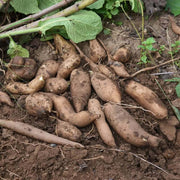 Yacon Seed Type / Variety: Root crop seeds Seeds, Smallanthus sonchifolius Vegetable Seeds