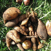 Yacon Seeds for Planting, Sweet Root Vegetable Seeds