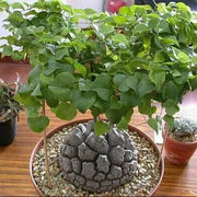 Dioscorea Elephantipes Yam Seeds, Herbal