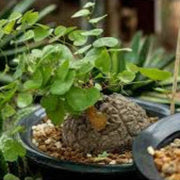 Dioscorea Elephantipes Yam Seeds, Herbal