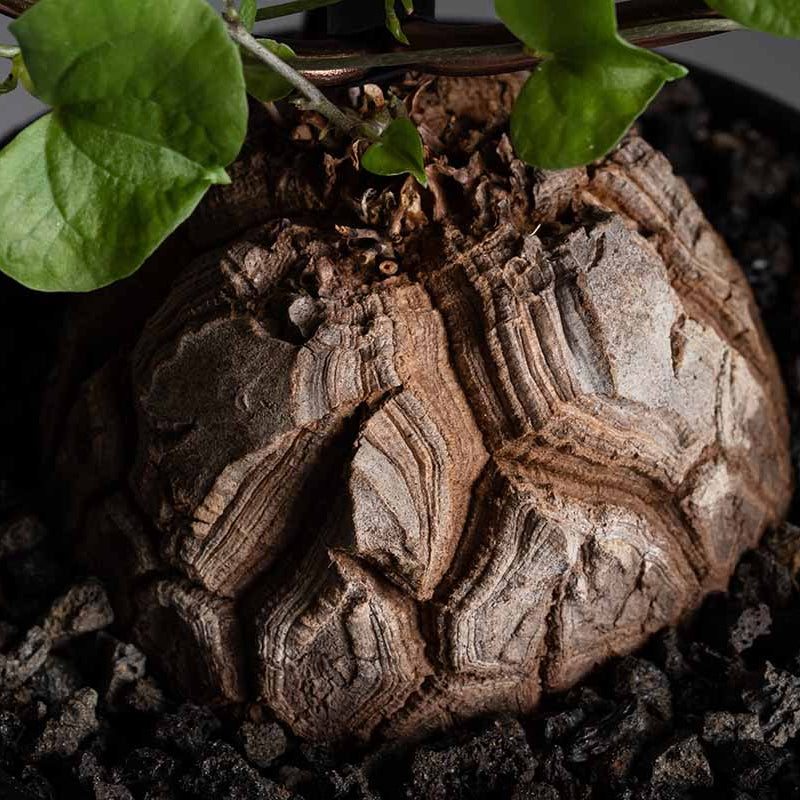 Dioscorea Elephantipes Yam Seeds, Herbal