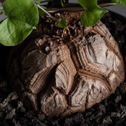 Dioscorea Elephantipes Yam Seeds, Herbal