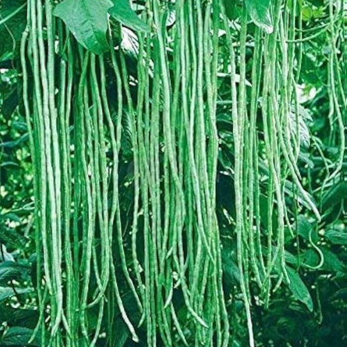 Long Pod Yard Bean Seeds