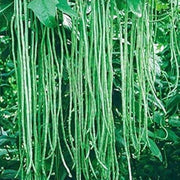 Long Pod Yard Bean Seeds
