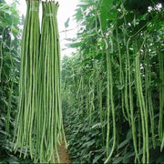 Long Pod Yard Bean Seeds