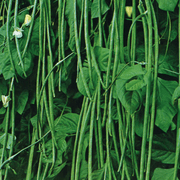 Long Pod Yard Bean Seeds