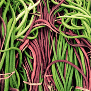 Long Pod Yard Bean Seeds
