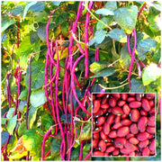 Maroon Yardlong Bean Seeds