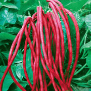 Maroon Yardlong Bean Seeds