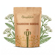 Yarrow Seeds – Achillea millefolium