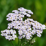 Achillea Millefolium Yarrow Seeds