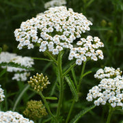 Achillea Millefolium Yarrow Seeds
