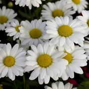 White Daisy Yarrow Seeds