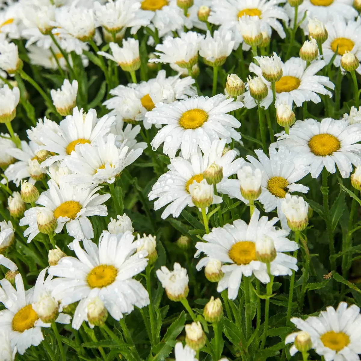 White Daisy Yarrow Seeds