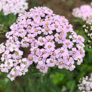 Baby Pink Yarrow Seeds
