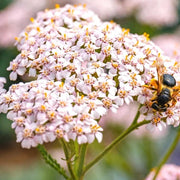 Baby Pink Yarrow Seeds