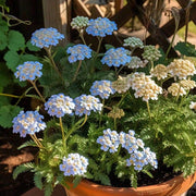 Blue Yarrow Seeds