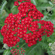 Colorado Red Yarrow Seeds