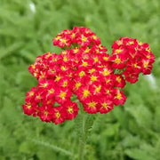 Colorado Red Yarrow Seeds