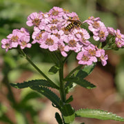 Love Parade Pink Yarrow Seeds, Herbal