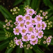 Love Parade Pink Yarrow Seeds, Herbal