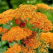 Orange Yarrow Seeds