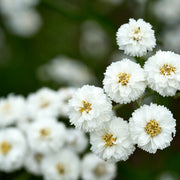 Pearl White Yarrow Seeds, Herbal