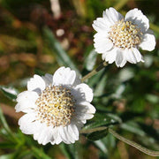 Pearl White Yarrow Seeds, Herbal