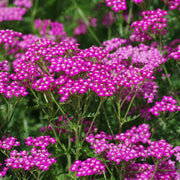 Pink Yarrow Seeds