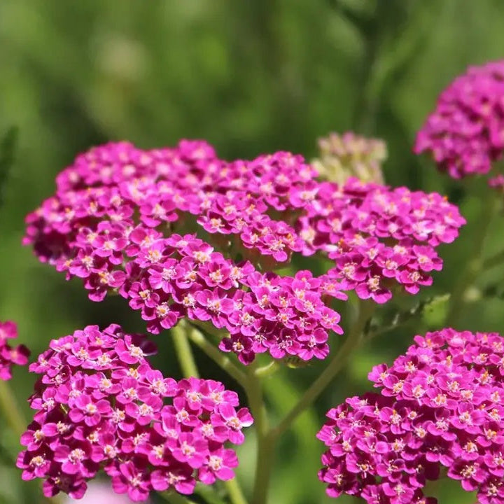 Pink Yarrow Seeds