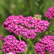Pink Yarrow Seeds