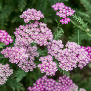 Purple Yarrow Seeds
