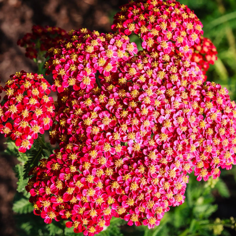 Red & Yellow Yarrow Seeds